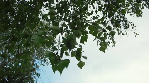 Foliage Vídeos de archivo 131819684