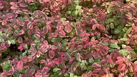 Foliage 動画素材 211107445