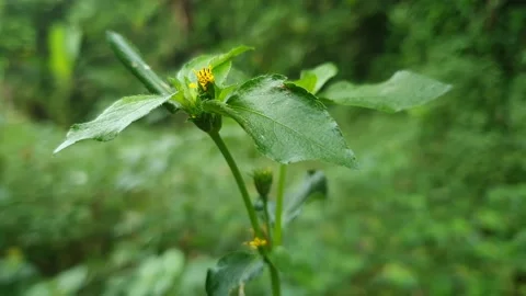 Foliage Stock Footage 244028460