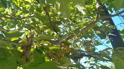 Foliage Stock Footage 259262022