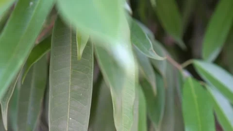 Foliage Stock Footage 264096307