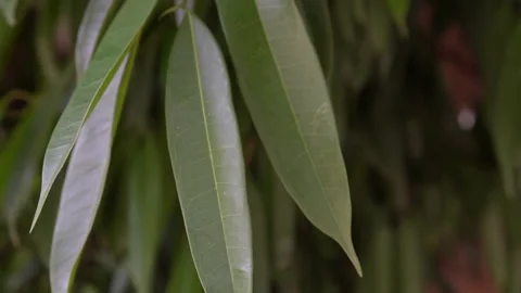 Foliage Stock Footage 264096324