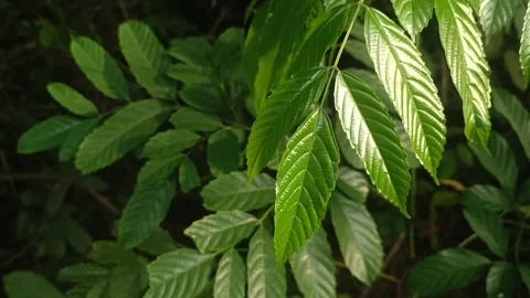 Foliage Stock Footage 289416166