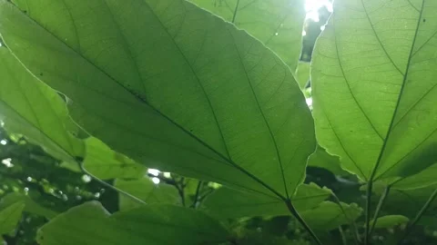 Foliage Stock Footage 289417247