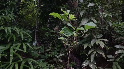 Foliage Stock Footage 293708701