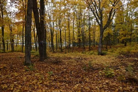 Foliage in a forest in the fall Stock Photos