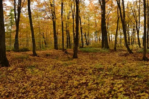 Foliage in a forest in the fall Foto stock