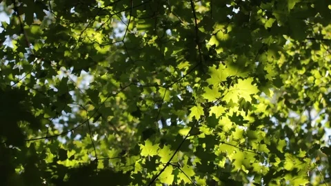 Foliage in the forest Stock Footage 99975118