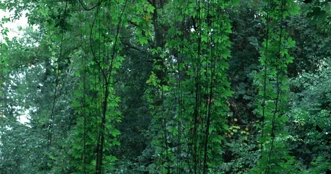 Foliage in the forest Stock Footage 116613596