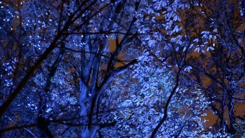 Foliage in forest lit up by blue lights 動画素材 223889369