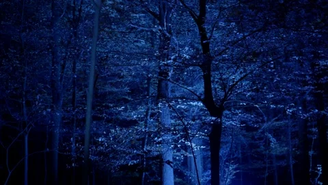 Foliage in forest lit up by blue lights Видео 223889413