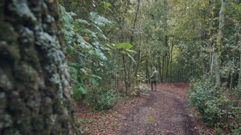 Foliage into the forest. Low angle shot. Wood forest in autumn colors. 4k Stock Footage 139465850