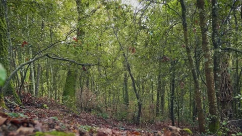 Foliage into the forest. Low angle shot. Wood forest in autumn colors Stock Footage 139465855