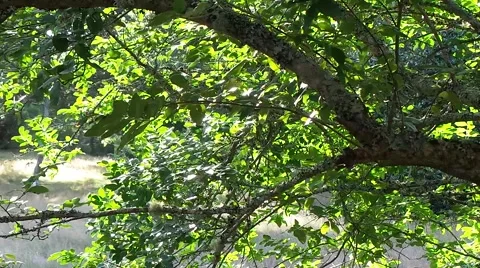 Foliage in forest in summer Stock Footage 50877640