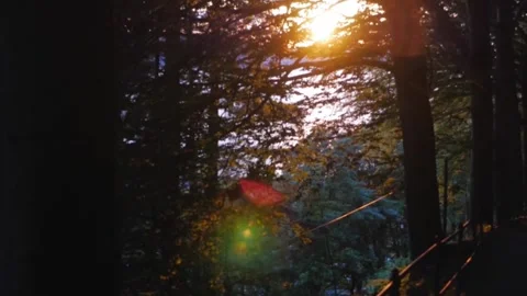 Foliage in forest sun beams. Sunset light, sun lens flares, golden hour, Nature Stock Footage 140384075
