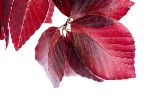 Foliage frame, close-up twig of copper beech tree isolated on white Stock-Fotos