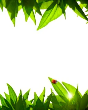 Foliage frame Stock Photos