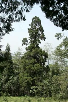 Foliage Framing Stock Photos