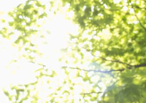 Foliage of fresh green Stock Photos