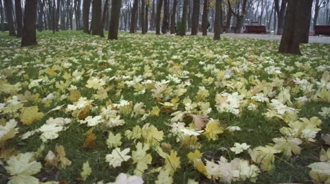 Foliage  on the grass in the park Stock Footage 48710215
