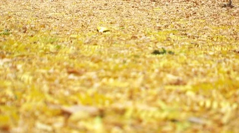 Foliage On The Ground Video stock 52711124