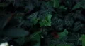 foliage hedera helix ivy tracking shot 2/3 4k or 4k+ Resolution