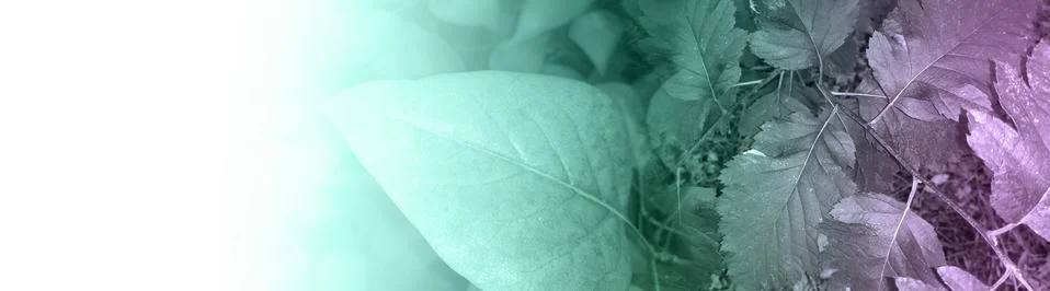 Foliage Stock Illustration