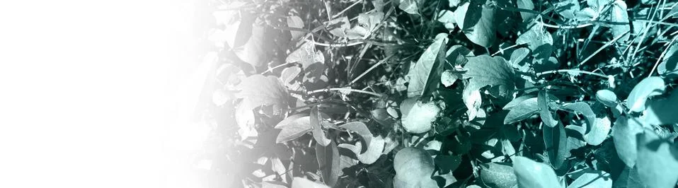 Foliage Stock Illustration
