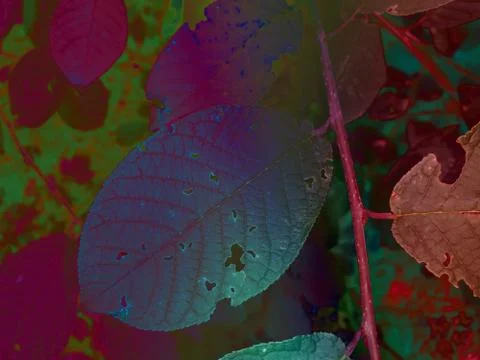 Foliage 스톡 일러스트