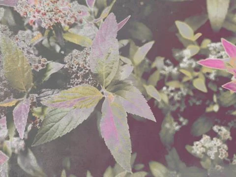 Foliage Stock Illustration