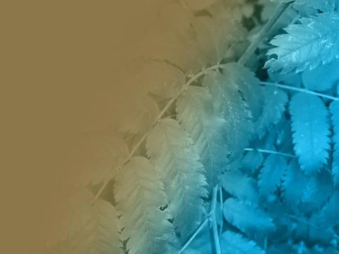 Foliage Stock Illustration