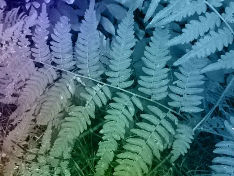 Foliage Stock Illustration