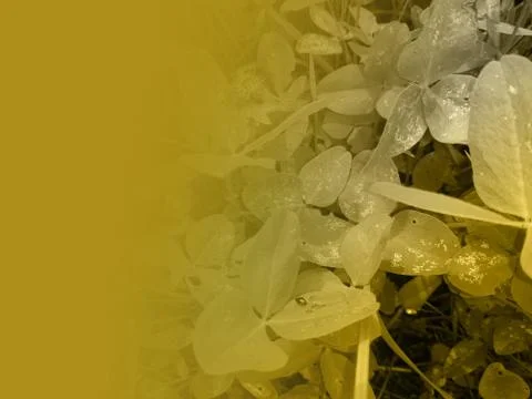 Foliage Stock Illustration