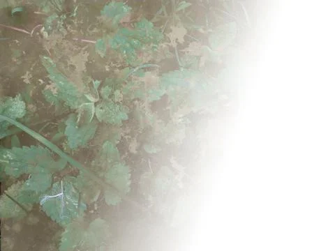 Foliage Stock Illustration