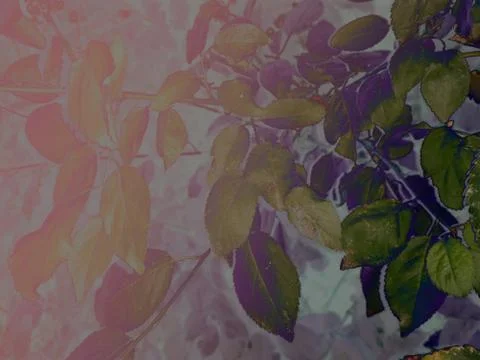 Foliage Stock Illustration