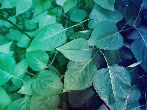 Foliage Stock Illustration