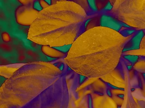 Foliage Stock Illustration