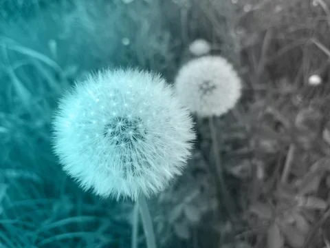 Foliage Stock Illustration