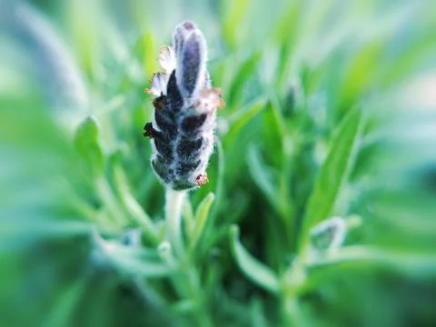 Foliage Stock Illustration