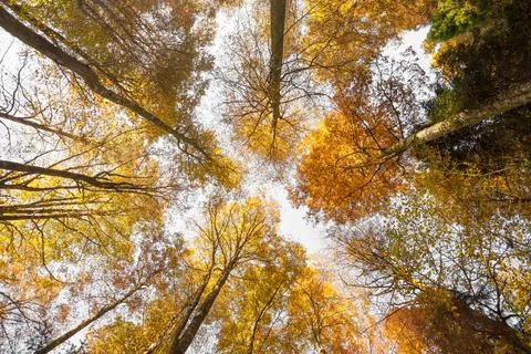 Foliage inside an Italian forest at fall Stock Photos