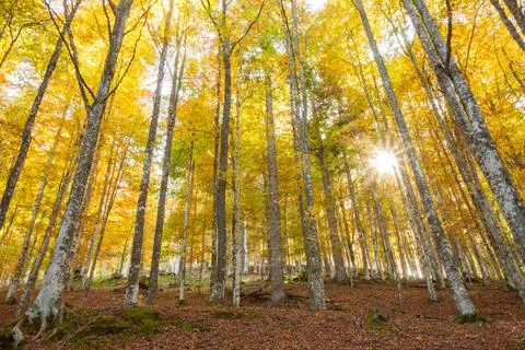 Foliage inside an Italian forest at fall Stock Photos