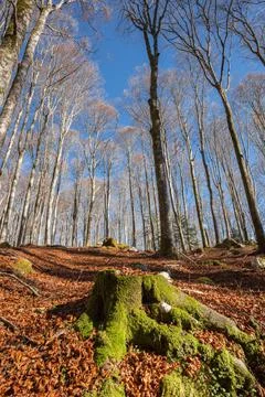Foliage inside an Italian forest at fall Stock-Fotos