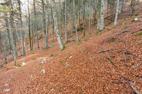 Foliage inside an Italian forest at fall Stock Photos