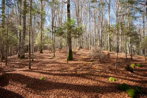 Foliage inside an Italian forest at fall Fotos Stock