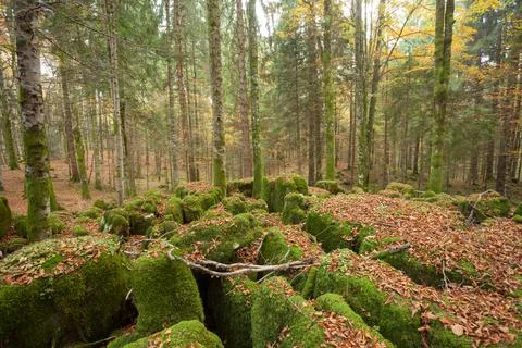 Foliage inside an Italian forest at fall Stock-Fotos