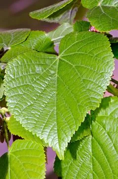 Foliage of large-leaf linder Stock Photos