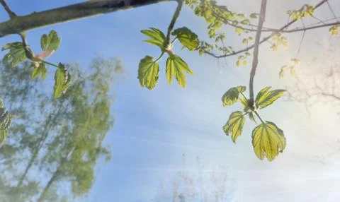 Foliage in the light Stock Photos