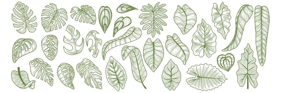 Foliage line, tropic leaf set. Palm outline, hand draw sketch botanical Ilustración de archivo