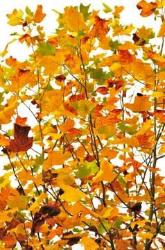 Foliage of a maple Stock Photos