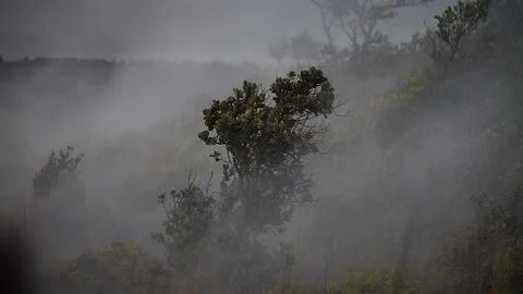 Foliage in the mist 44 Stock Footage 155494903